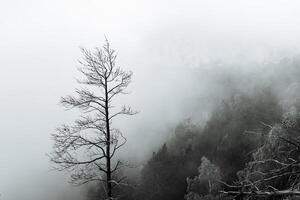 a dry tree standing alone in the mountains against the background of fog, cloudy weather, minimalism photo