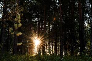 the sun shines through the trees at sunset, glare from the sun in the forest, evening photo taken in a dark key