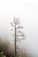 a dry tree standing alone in the mountains against the background of fog, cloudy weather, minimalism photo