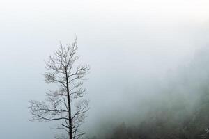 a dry tree standing alone in the mountains against the background of fog, cloudy weather, minimalism photo