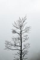 a dry tree standing alone in the mountains against the background of fog, cloudy weather, minimalism photo