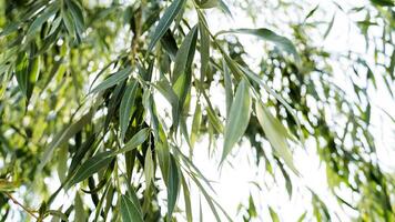 highlights of the sun's rays Shine through the leaves of a tree, summer day, morning, eve, macro photography, blurred background, focus on one object photo