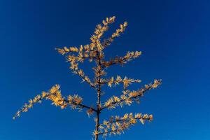 autumn minimalistic concept, yellow larch branch against the blue sky photo