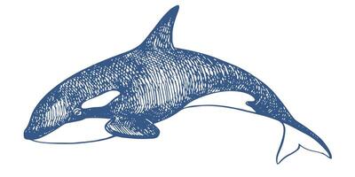 Killer whale sea animal linear sketch. illustration Orca. Killer whale or toothed whale, marine predator jumping out of water with curved tail. Hand drawn, imitation of old engraving technique. vector