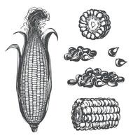 Corn set. Line sketch of whole maize cob with leaves, pieces and kernels lying on table. Old drawing in retro engraving style. Hand drawn realistic ink sketch. Popcorn line drawing. vector