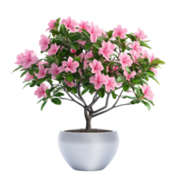 Elegant Potted Azalea with Vibrant Pink Blossoms and Glossy Leaves Isolated on Transparent Background png