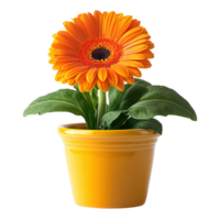 Vibrant Potted Gerbera Plant with Large Orange Bloom and Dark Green Leaves in Terra Cotta Container png