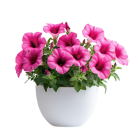 Beautiful Flowering Pink Petunias Growing in Contemporary Minimalist White Planter png