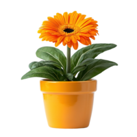 Single Orange Gerbera Daisy Flower Growing in Matching Orange Ceramic Pot Isolated on Transparent Background png