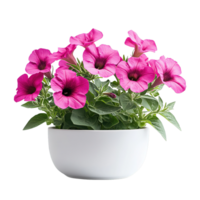 Decorative Pink Petunia Houseplant in Simple White Modern Pottery Container png