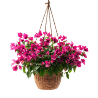 Elegant Pink Bougainvillea Hanging Plant In Full Bloom Isolated on Transparent Background png