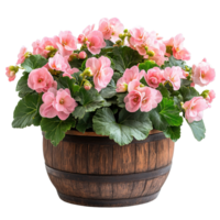 Fresh and Lively Pink Begonias in a Rustic Barrel Planter Isolated on Transparent Background png