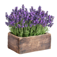 Beautiful Blooming Lavender In Rustic Reclaimed Wood Planter png