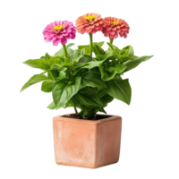 Elegant Double Zinnia Blooms in Modern Ceramic Cube Pot Isolated on Transparent Background png