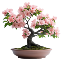 Japanese Sakura Bonsai Displaying Perfect Branch Structure with Spring Pink Blossoms Isolated png