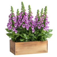 Exquisite Foxglove Flower in Rustic Wooden Container Isolated on Transparent Background png
