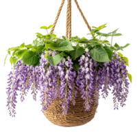 Purple Wisteria Plant Trailing from Hanging Basket Isolated on Transparent Background png