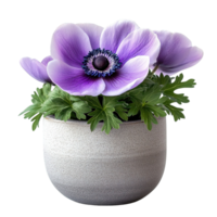 Decorative Potted Anemone With Vibrant Purple Petals And Blue Crown In Urban Gray Container png