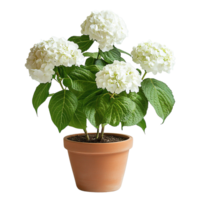 Beautiful Pure White Hydrangea Macrophylla with Large Green Leaves in Clay Pot Isolated on Transparent Background png