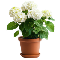 Fresh Blooming White Hydrangea Clusters with Vibrant Foliage in Classic Terra Cotta Planter png