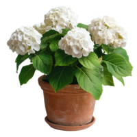 Decorative White Hydrangea Plant with Full Blooms and Lush Foliage in Earthenware Container png