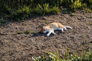 red cat lies on the crest of the sun. village cat meets the morning lying on the road. lazy cat looks at me photo