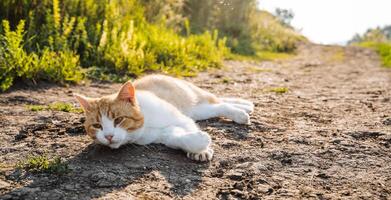 red cat lies on the crest of the sun. village cat meets the morning lying on the road. lazy cat looks at me photo