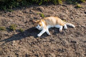 red cat lies on the crest of the sun. village cat meets the morning lying on the road. lazy cat looks at me photo
