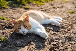 red cat lies on the crest of the sun. village cat meets the morning lying on the road. lazy cat looks at me photo
