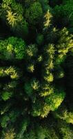 Top down view of the coniferous forest. Camera rises and spins video