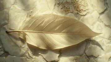 Single, pale, dry leaf with visible veins, lies on a textured surface. The leaf is illuminated by a soft, dappled light, casting subtle shadows. photo