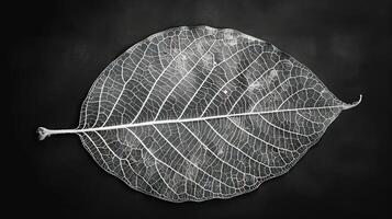A single, delicate, dried leaf with intricate veins,  placed against a dark background, showing its translucent structure. photo