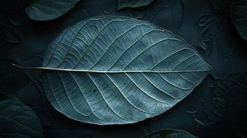 A single leaf with intricate veins rests on a dark textured background, surrounded by other leaves. photo
