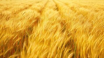 A field of golden wheat stalks swaying in the wind, creating a textured background. photo