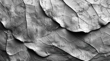 Close-up of overlapping leaves, showing intricate vein patterns and texture. photo