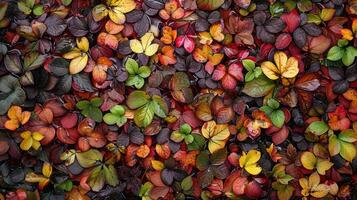 Colorful autumn leaves in various shades of red, yellow, green, and brown create a beautiful pattern. photo
