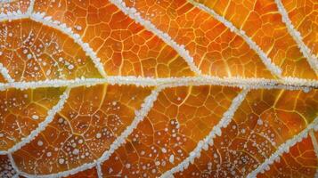 Close-up of a leaf with frost on its surface, showcasing intricate veins and textures. photo