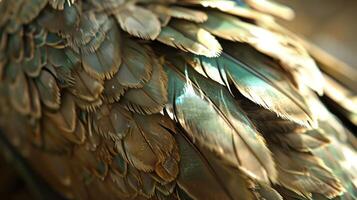 Closeup of iridescent feathers on a bird's wing, showing intricate detail and texture. photo