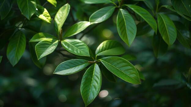 Lush green leaves of a tree with sunlight filtering through the foliage, creating a soft, natural background. photo