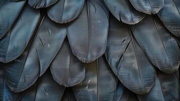 Close-up view of black bird feathers arranged in overlapping pattern. photo