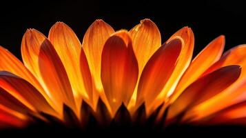 A close-up of an orange flower with delicate petals illuminated from behind, creating a glowing effect against a dark background. photo