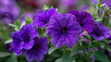Close-up of vibrant purple petunias in full bloom, with soft focus on background. photo