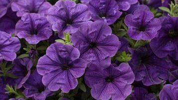 Close-up of a cluster of vibrant purple petunias in full bloom. photo