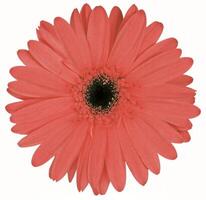 Flower shape isolated over solid background. Flower close view clipart template photo