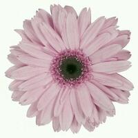 Flower shape isolated over solid background. Flower close view clipart template photo