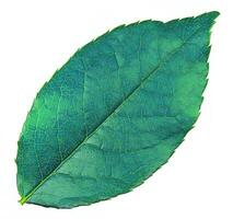 Flower leaf shape isolated over solid background. Flower leaves clipart photo