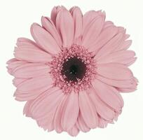 Flower shape isolated over solid background. Flower close view clipart template photo