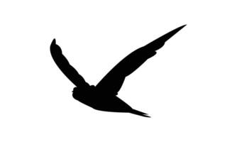 Swift Bird Flying Silhouette Design vector