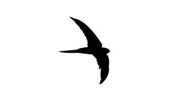 Swift Bird Flying Silhouette Design And Illustration. vector