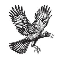 A black and white drawing of a raven flying vector